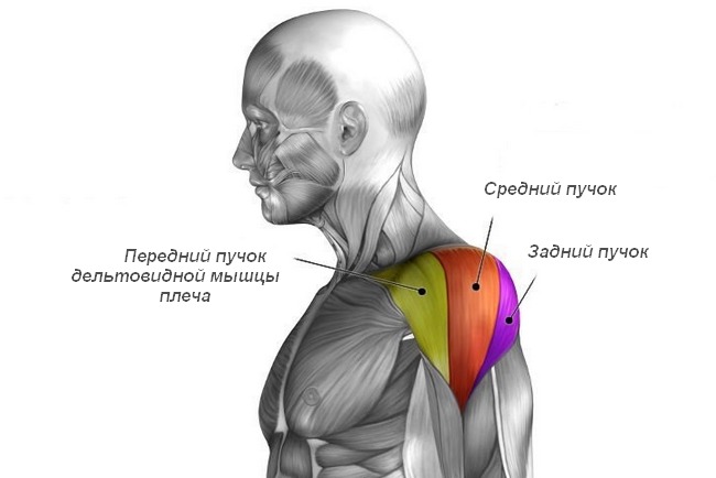 Мышечные пучки дельтовидной мышцы