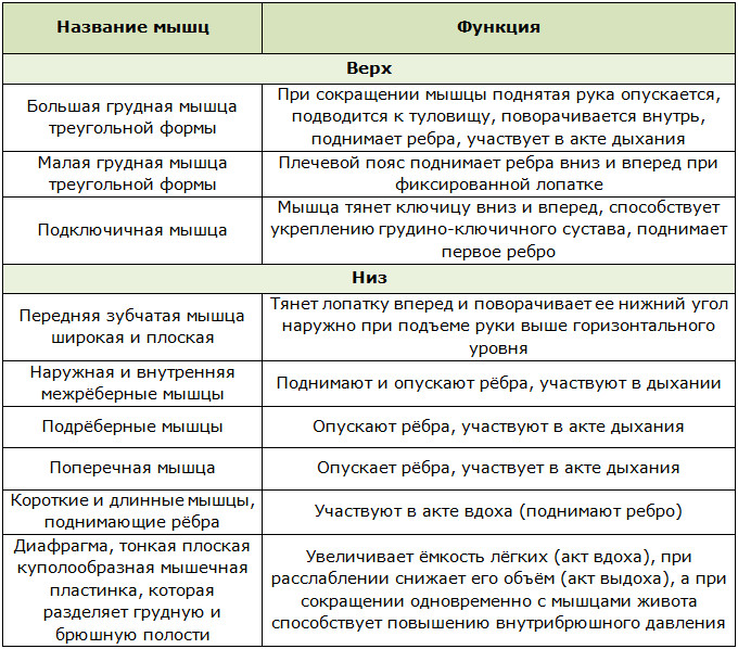 Анатомия грудной мышечной группы