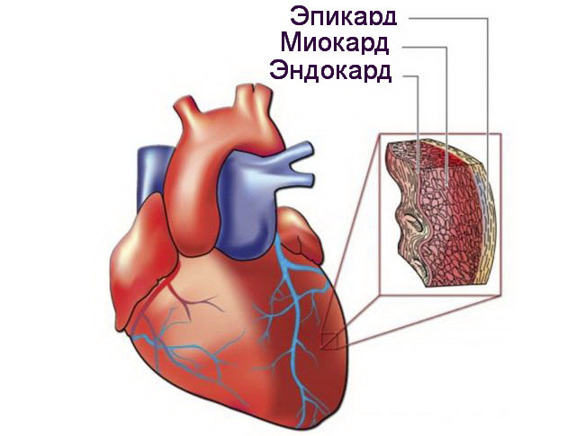 Слои стенок сердца
