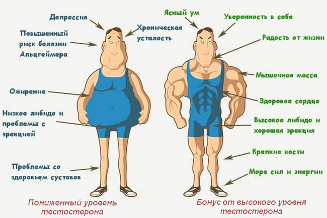 Следствие низкого и высокого уровня тестостерона